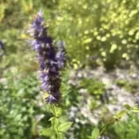 Anise hyssop in bloom