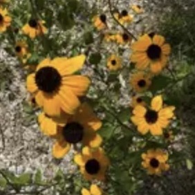 Brown-eyed susan