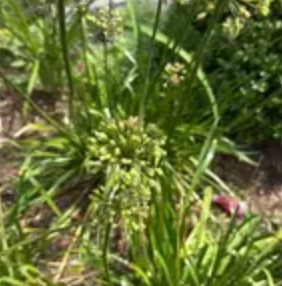 Garlic chives