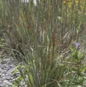 Little bluestem