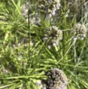 Nodding onion