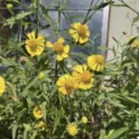 Sneezeweed
